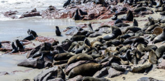 Pelsrobbenreservaat bij Cape Cross Pelsrobben Cape Cross Namibië
