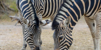 Bandia Reservaat Zebra Bandia Senegal