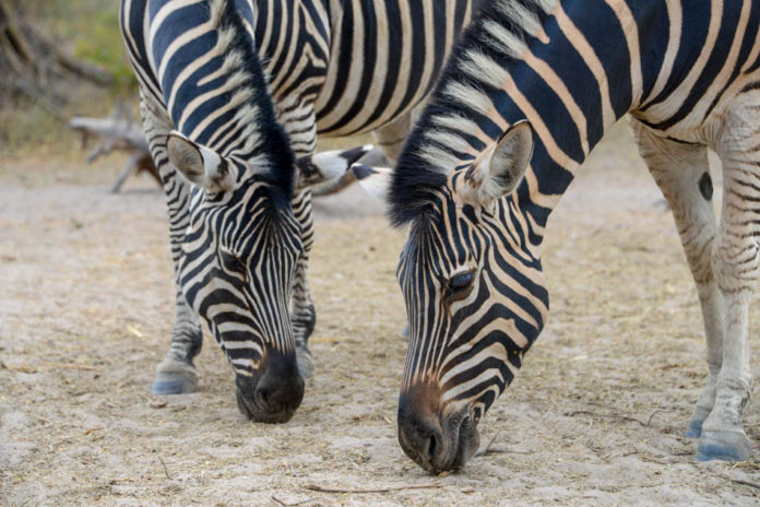 Zebra Bandia Senegal