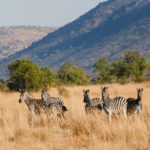 Zebra Pilanesberg Zuid Afrika