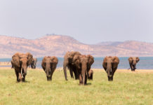 Lake Kariba is de Zimbabwaanse Riviera olifanten Lake Kariba Zimbabweolifanten Lake Kariba Zimbabwe