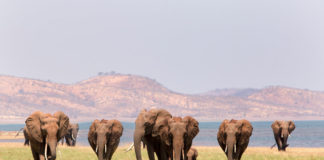 Lake Kariba is de Zimbabwaanse Riviera olifanten Lake Kariba Zimbabweolifanten Lake Kariba Zimbabwe