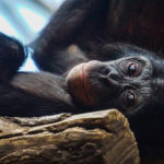 Baby Chimpansee Tacugama Sierra Leone