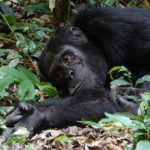 Chimpansee Tacugama Sierra Leone