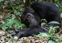 Tacugama chimpanzee sanctuary Chimpansee Tacugama Sierra Leone