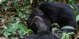 Tacugama chimpanzee sanctuary Chimpansee Tacugama Sierra Leone