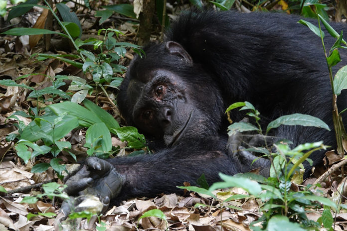 Chimpansee Tacugama Sierra Leone