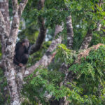 Chimpansee Tacugama chimpanzee sanctuary