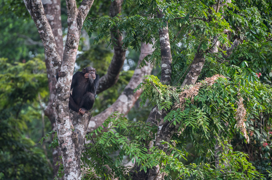 Chimpansee Tacugama chimpanzee sanctuary