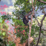 Chimpansee Tacugama chimpanzee sanctuary