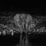 Etosha Namibie stunningtravel waterpoel