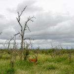 Impala Hlane Swaziland