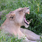 Leeuw Hlane Swaziland