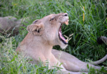 Hlane Royal National Park Leeuw Hlane Swaziland