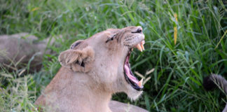 Hlane Royal National Park Leeuw Hlane Swaziland