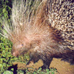 Stekelvarken in Hlane Swaziland