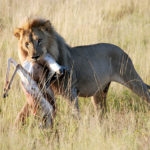 Leeuw Etosha Namibië Stunningtravel