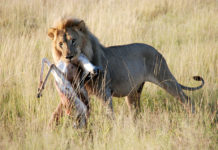 Etosha is het grootste wildpark van Namibië Leeuw Etosha Namibië Stunningtravel