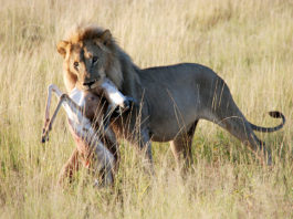 Etosha is het grootste wildpark van Namibië Leeuw Etosha Namibië Stunningtravel