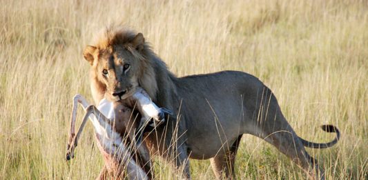 Etosha is het grootste wildpark van Namibië Leeuw Etosha Namibië Stunningtravel