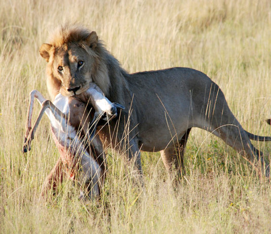 Etosha is het grootste wildpark van Namibië Leeuw Etosha Namibië Stunningtravel