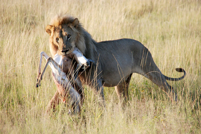 Leeuw Etosha Namibië Stunningtravel