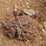 Leven in de Namaqualand woestijn