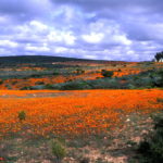 Namaqualand bloemen