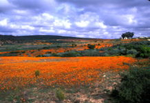 Bloemenzee in Namaqualand Namaqualand bloemen