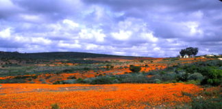 Bloemenzee in Namaqualand Namaqualand bloemen