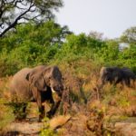 Okavangodelta Botswana olifant