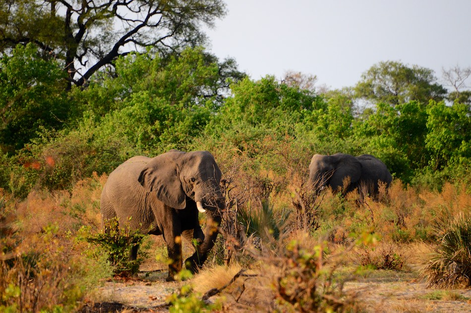 Okavangodelta Botswana olifant