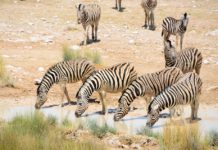 Etosha ademt in licht en ruimte Zebra Etosha Namibie stunningtravel