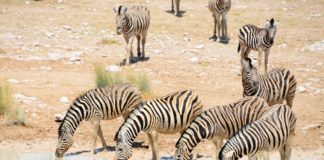 Etosha ademt in licht en ruimte Zebra Etosha Namibie stunningtravel