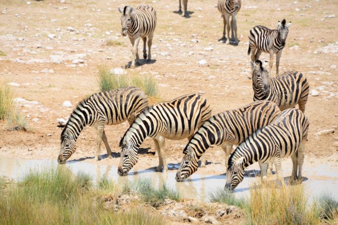 Zebra Etosha Namibie stunningtravel Zebra Etosha Namibie stunningtravel