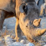 Zwarte neushoorn Etosha Namibie stunningtravel