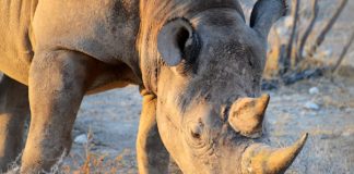 Dier uitgelicht: de Zwarte Neushoorn Zwarte neushoorn Etosha Namibie stunningtravel