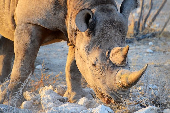 Zwarte neushoorn Etosha Namibie stunningtravel