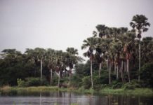 Liwonde blijft bloeien in het 2023 Jaarverslag van African Parks Liwonde national park Malawi