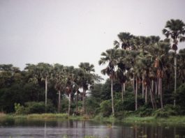 Nationaal park Liwonde Liwonde national park Malawi