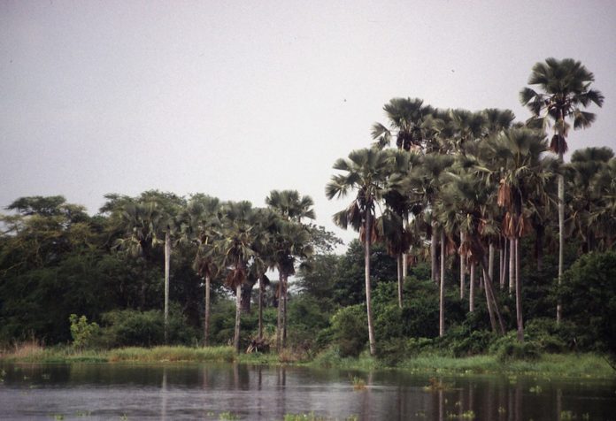 Liwonde national park Malawi