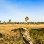 rijstveld Niafarang Senegal