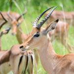 Impala Krugerpark Zuid Afrika