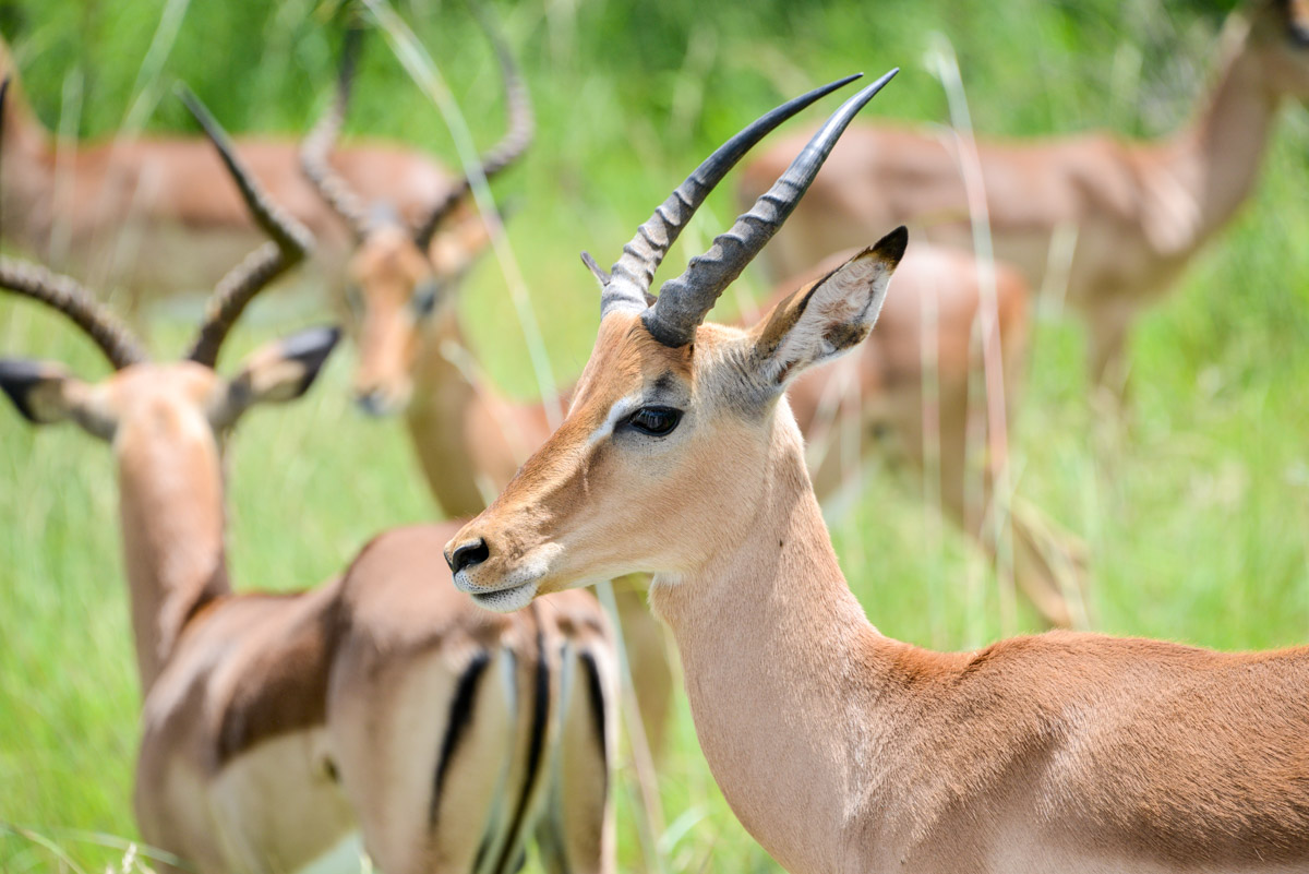 Impala Krugerpark Zuid Afrika