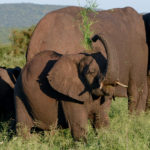Krugerpark Zuid Afrika Olifanten