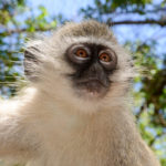 Krugerpark Zuid Afrika aap