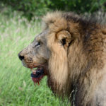 Krugerpark Zuid Afrika leeuw