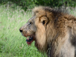 Op safari in het Krugerpark Krugerpark Zuid Afrika leeuw