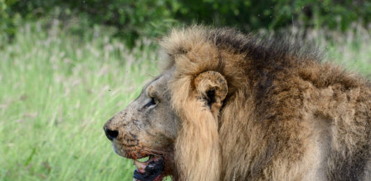 Op safari in het Krugerpark Krugerpark Zuid Afrika leeuw