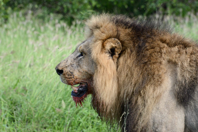 Krugerpark Zuid Afrika leeuw